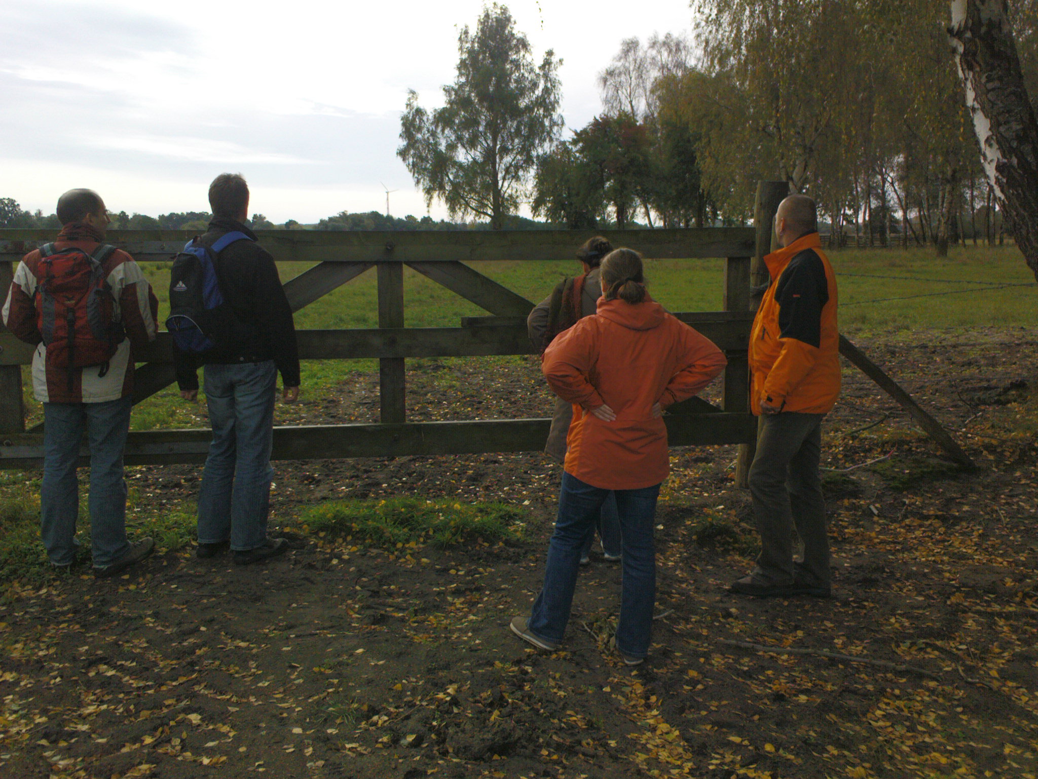 Die Laker bestaunen eine Kuhweide