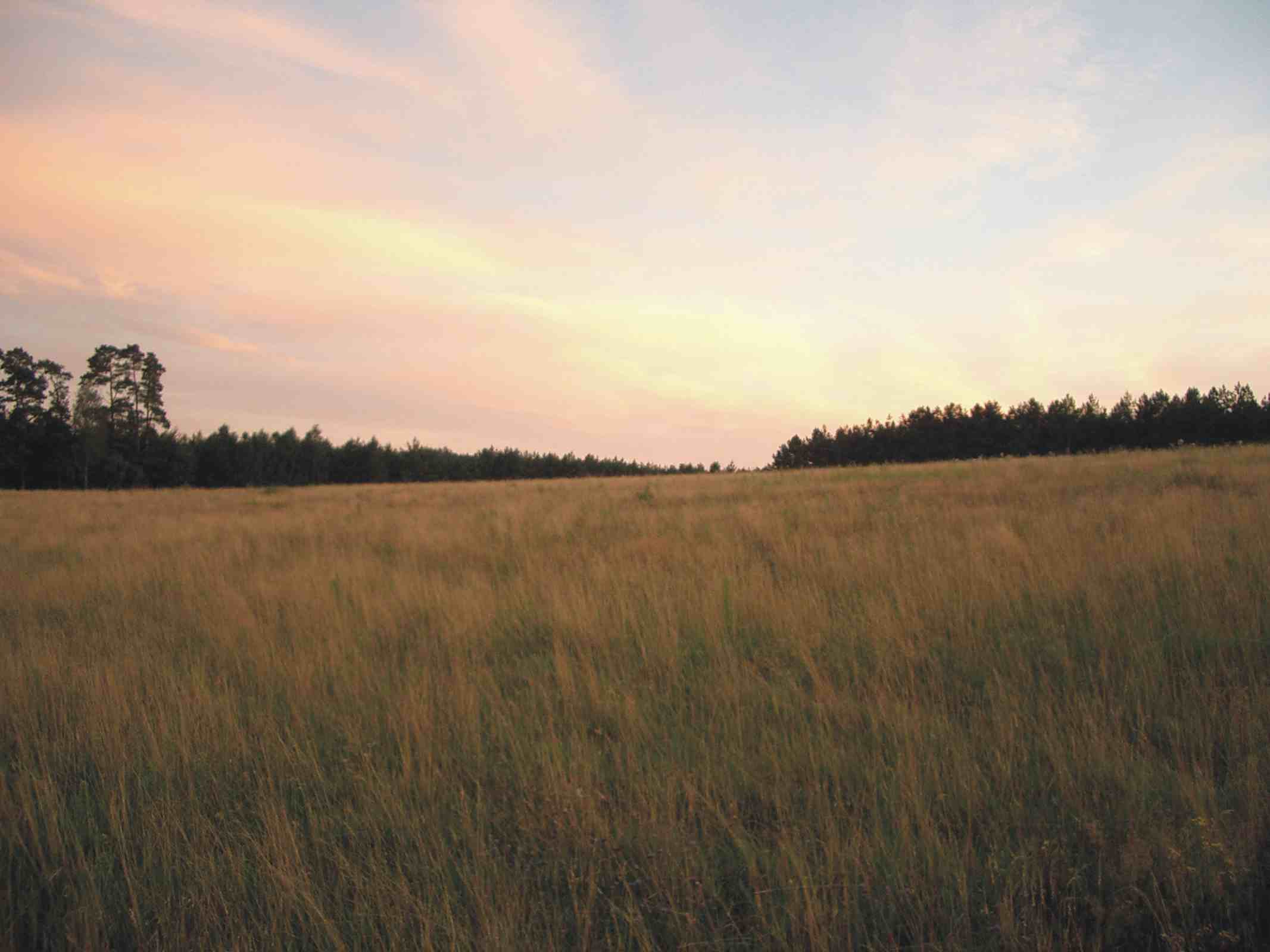 Schüsse über das Feld