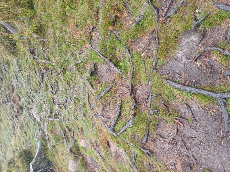 Wurzeln wohin das Auge blickt