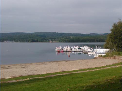 Viele Schwäne schwimmen auf dem See