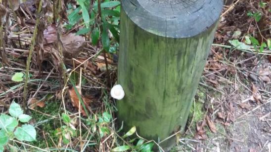 Ein Geocache am Wegesrand